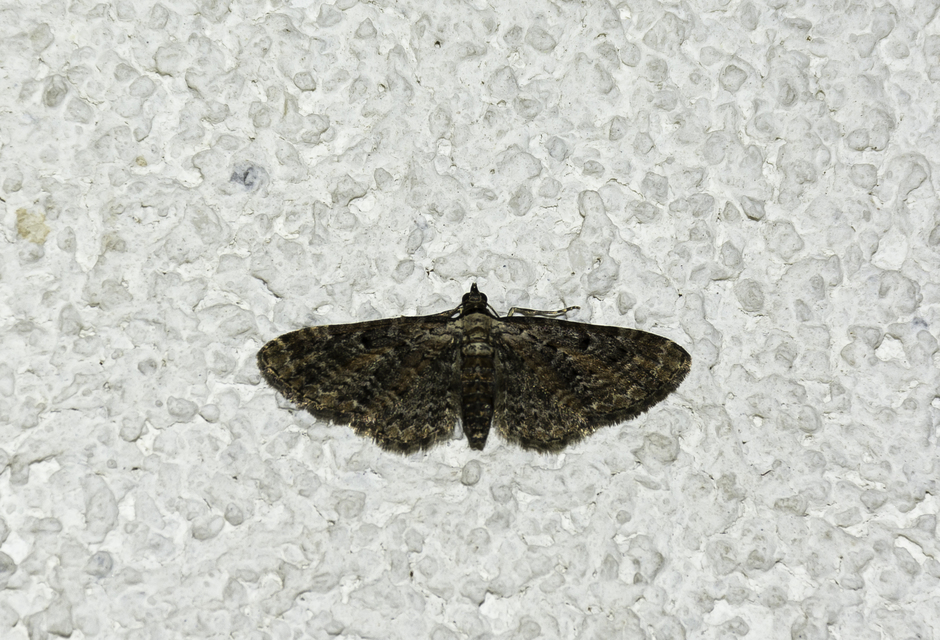 Eupithecia icterata - rozsdafoltos törpearaszoló