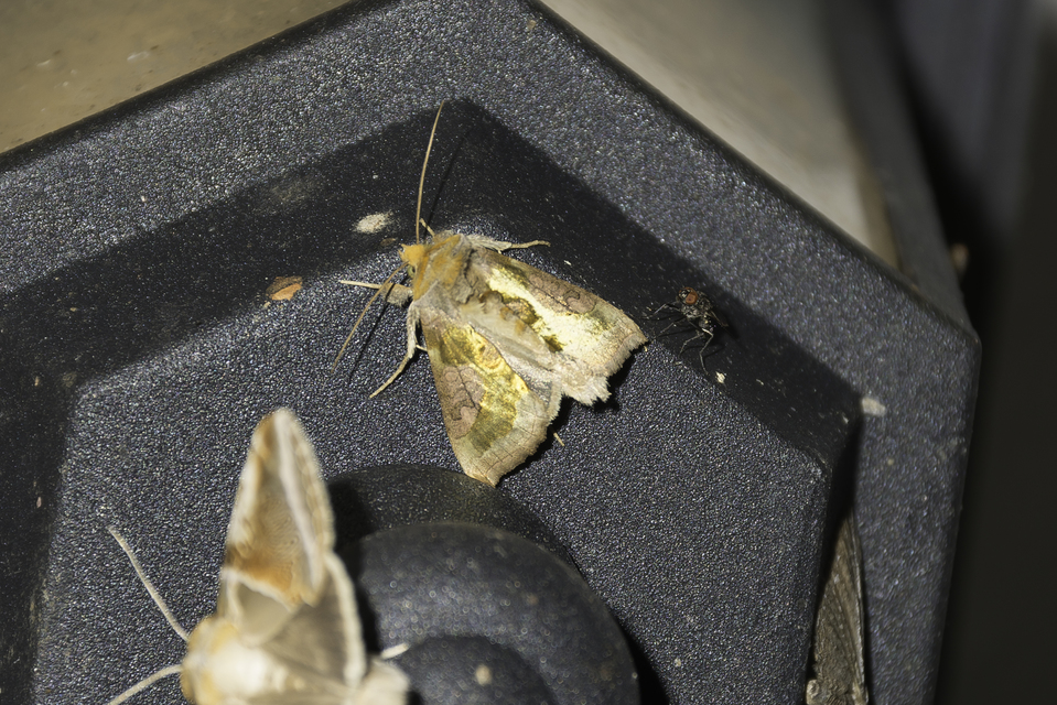 Diachrysia chrysitis - aranybagoly