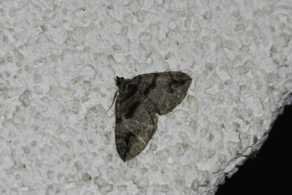 Pareulype berberata - sóskafa-tarkaaraszoló