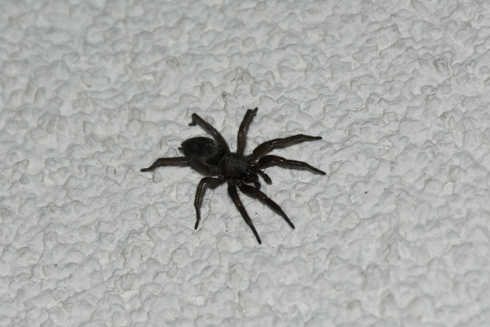 Scotophaeus