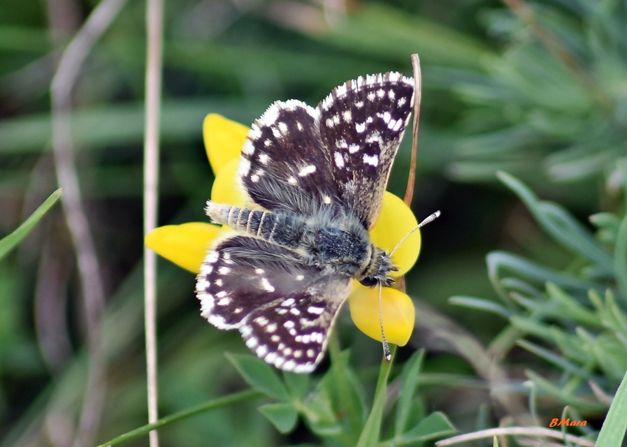 Spialia orbifer - törpe busalepke