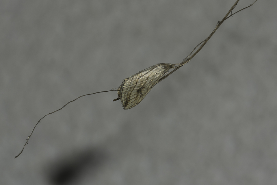 Evergestis forficalis - veteménymoly