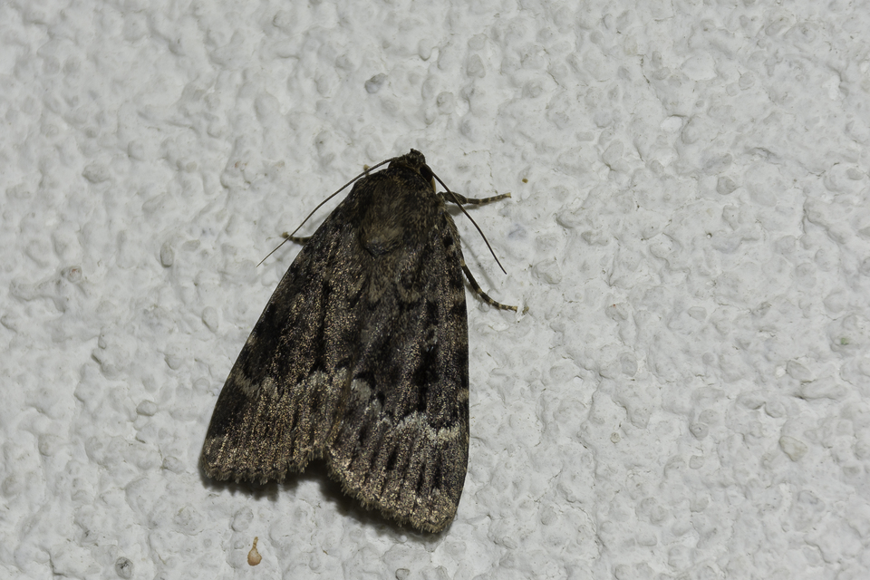 Amphipyra berbera/pyramidea