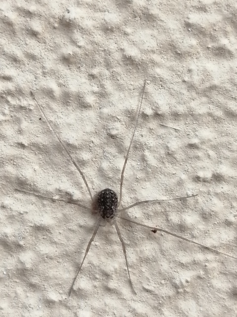 Opilio saxatilis