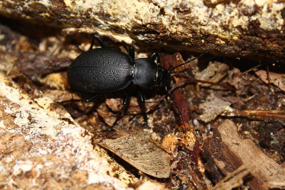 Carabus coriaceus - bőrfutrinka