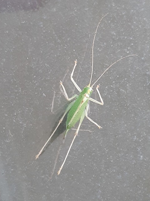 Meconema thalassinum - közönséges dobolószöcske