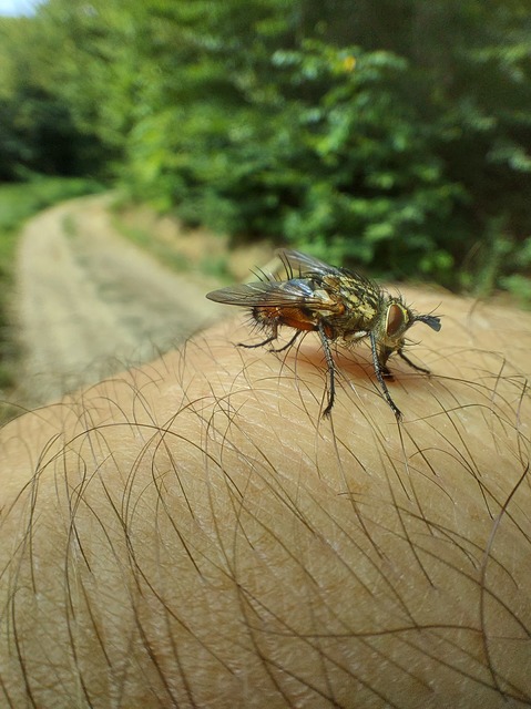 Linnaemya vulpina