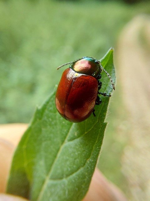 Chrysolina polita - réti mentalevelész