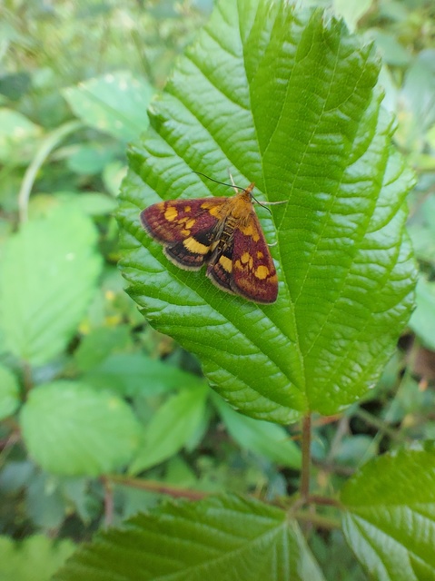 Pyrausta aurata - aranyló bíbormoly