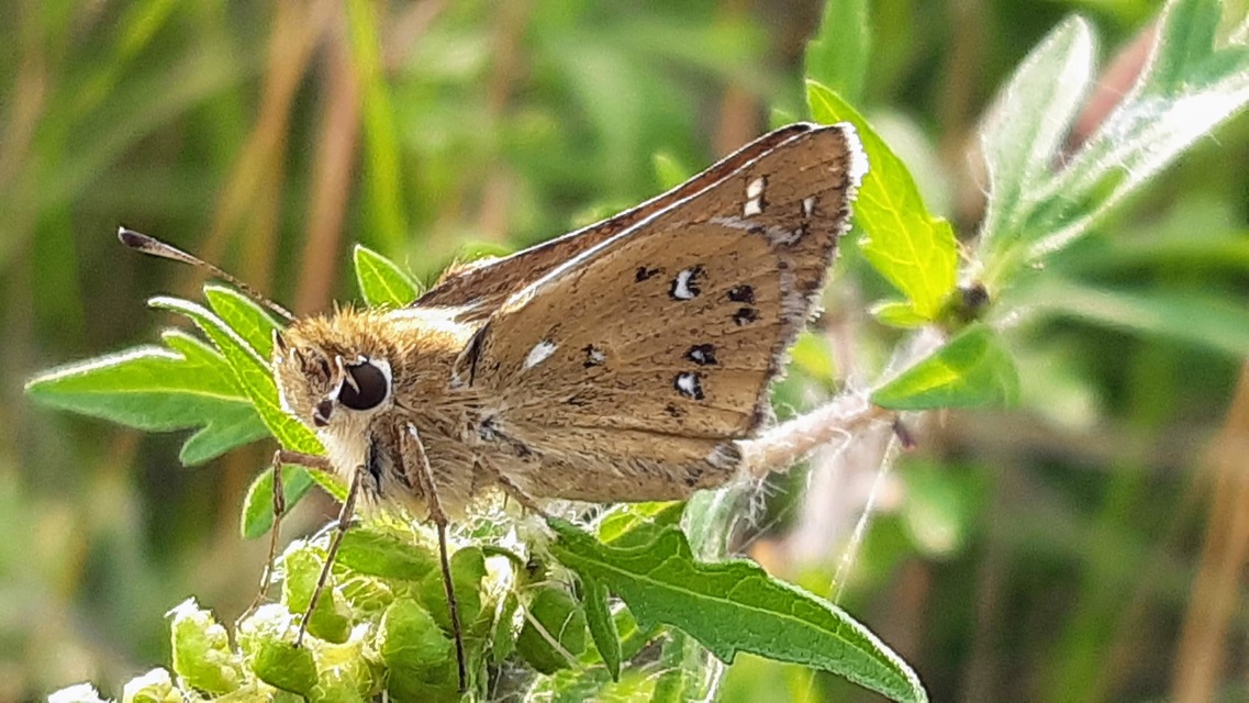 Hesperia comma - vesszős busalepke