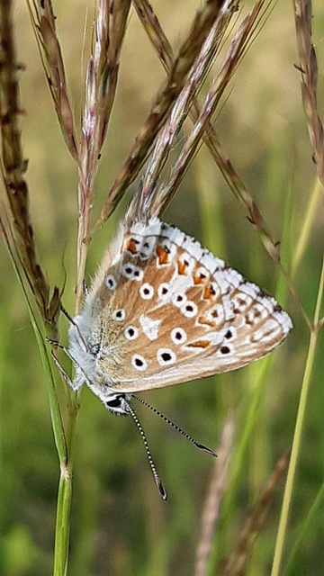 Polyommatus coridon - ezüstkék boglárka