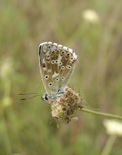 Polyommatus coridon - ezüstkék boglárka
