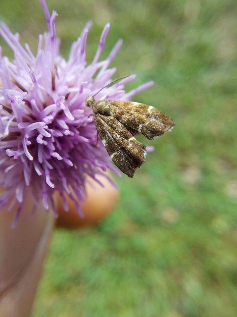 Anthophila fabriciana - lápréti levélmoly