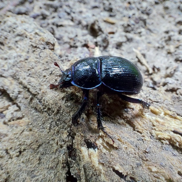 Anoplotrupes stercorosus - erdei álganéjtúró