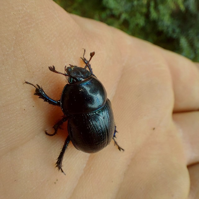 Anoplotrupes stercorosus - erdei álganéjtúró