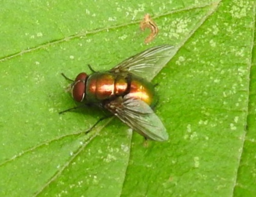 Lucilia