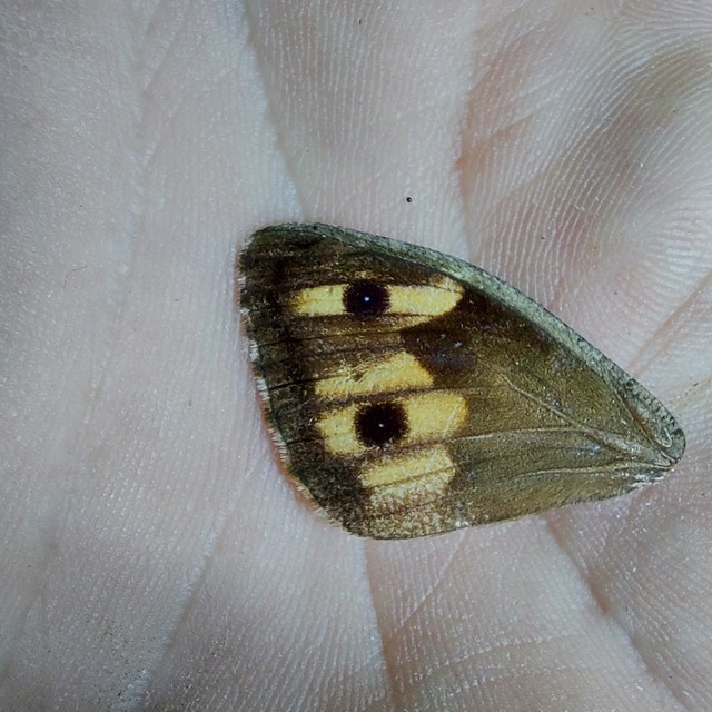 Hipparchia semele - barna szemeslepke