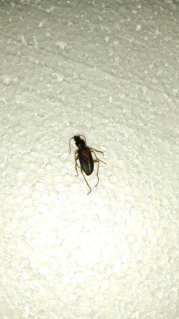 Dolichus halensis - hantfutó