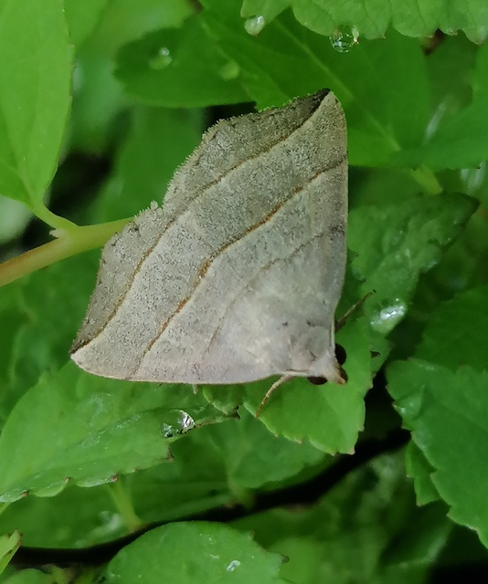 Colobochyla salicalis - háromsávos törpebagoly