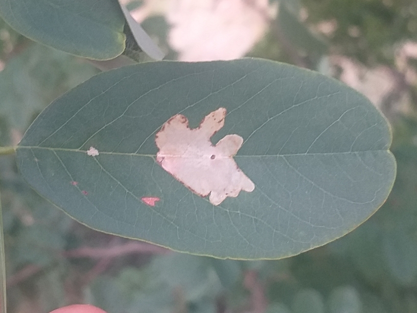 Parectopa robiniella - akáclevél-hólyagosmoly