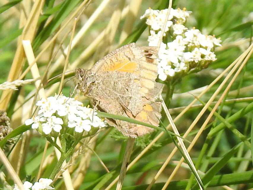 Arethusana arethusa - közönséges szemeslepke