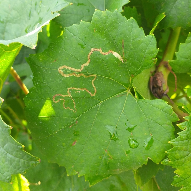 Phyllocnistis vitegenella - kígyóaknás szőlőmoly