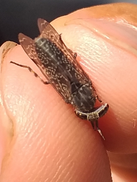 Haematopota