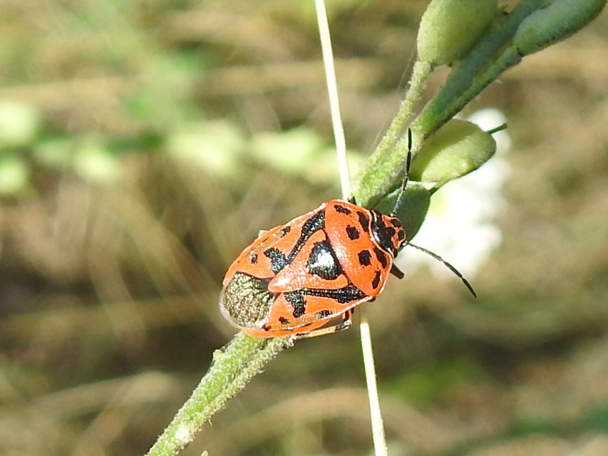 Eurydema ornata - díszespoloska