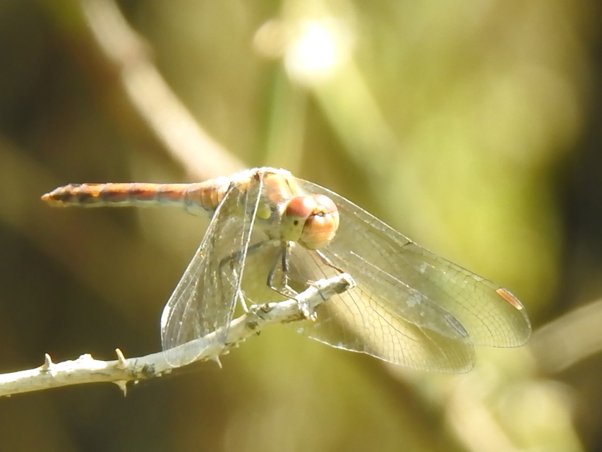 Sympetrum striolatum - harántsávos katona-szitakötő