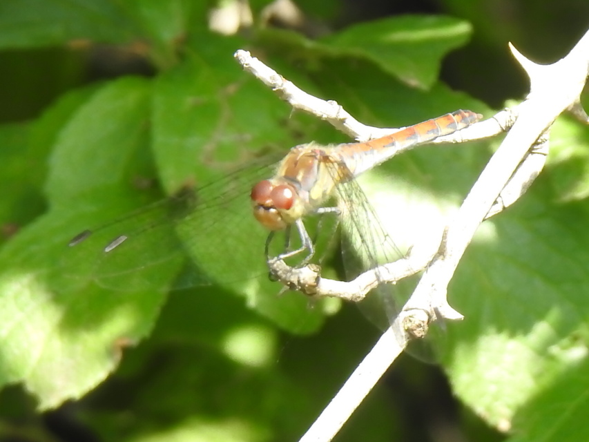 Sympetrum striolatum - harántsávos katona-szitakötő