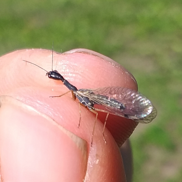 Raphidioptera - Tevenyakú-fátyolkák
