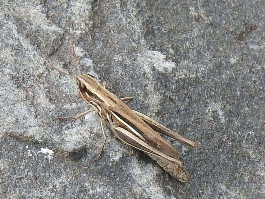 Euchorthippus declivus - rövidszárnyú rétisáska