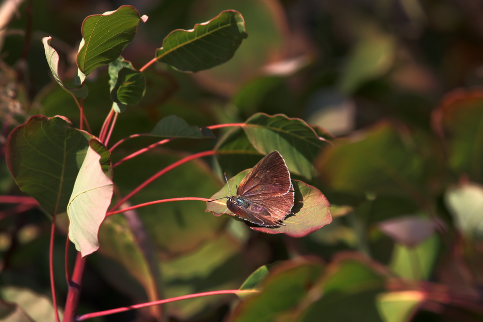 Neozephyrus quercus - tölgyfalepke