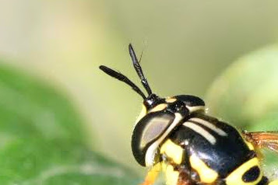 Chrysotoxum elegans - hegyvidéki öveslégy