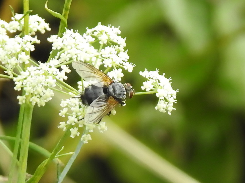 Nemoraea pellucida