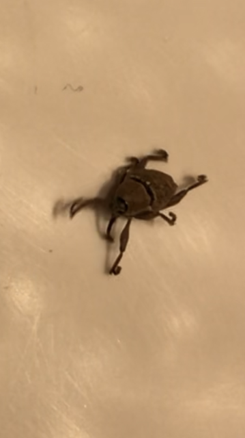 Curculio glandium - tölgymakkzsuzsóka