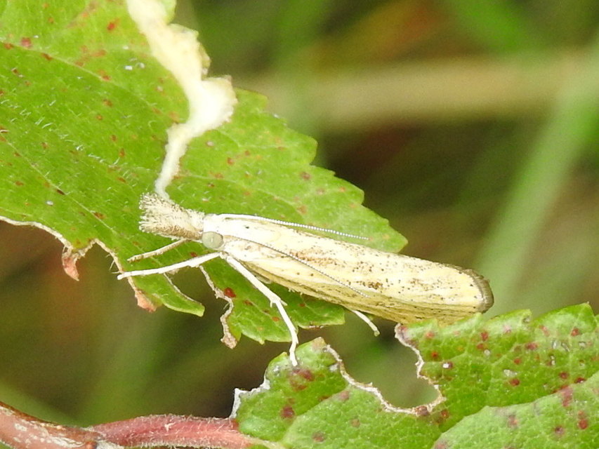 Agriphila inquinatella - közönséges fűgyökérmoly