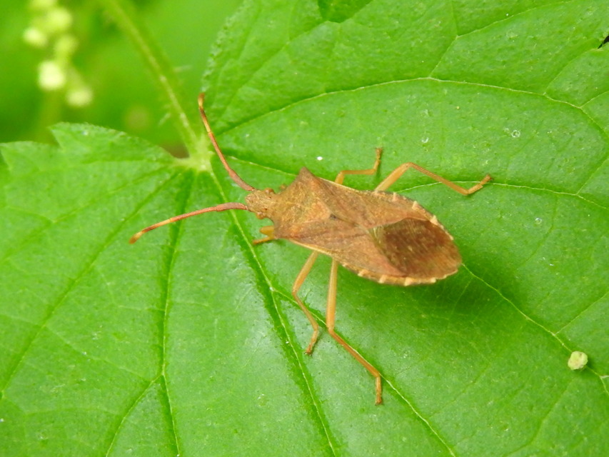 Gonocerus acuteangulatus - aranypetés karimáspoloska