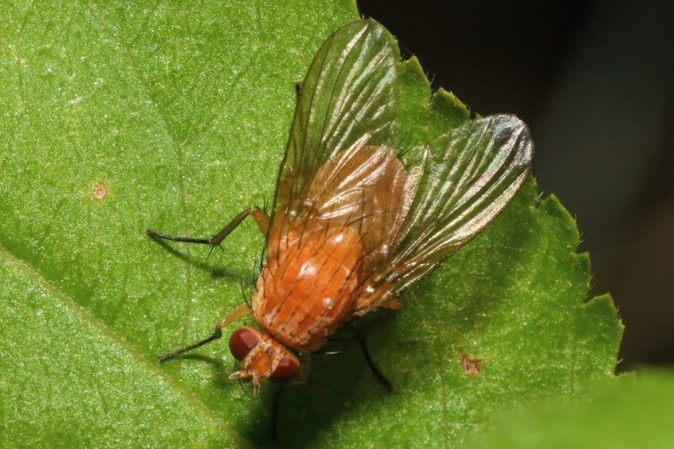 Phaonia pallida