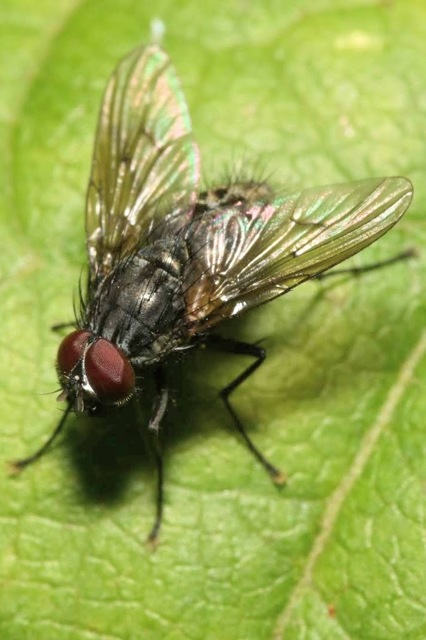Helina