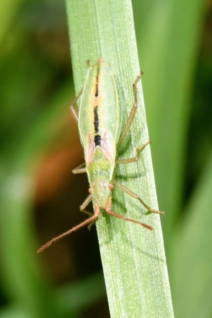 Myrmus miriformis - kurtaszárnyú karimáspoloska