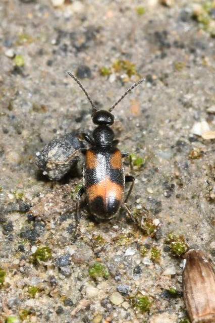 Anthicus antherinus - közönséges fürgebogár