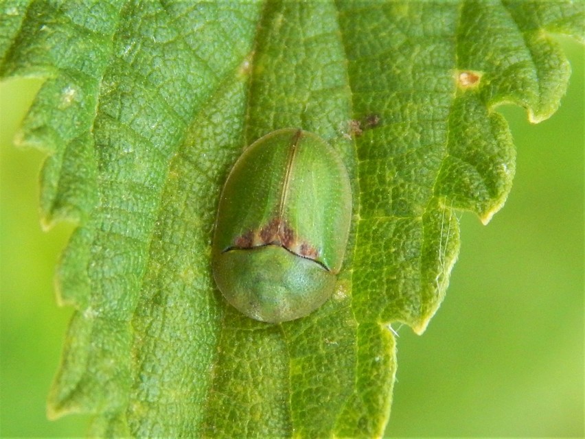 Cassida