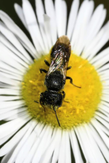 Megachilidae - művészméhek