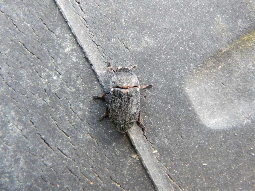 Dermestes laniarius - gyászos porva
