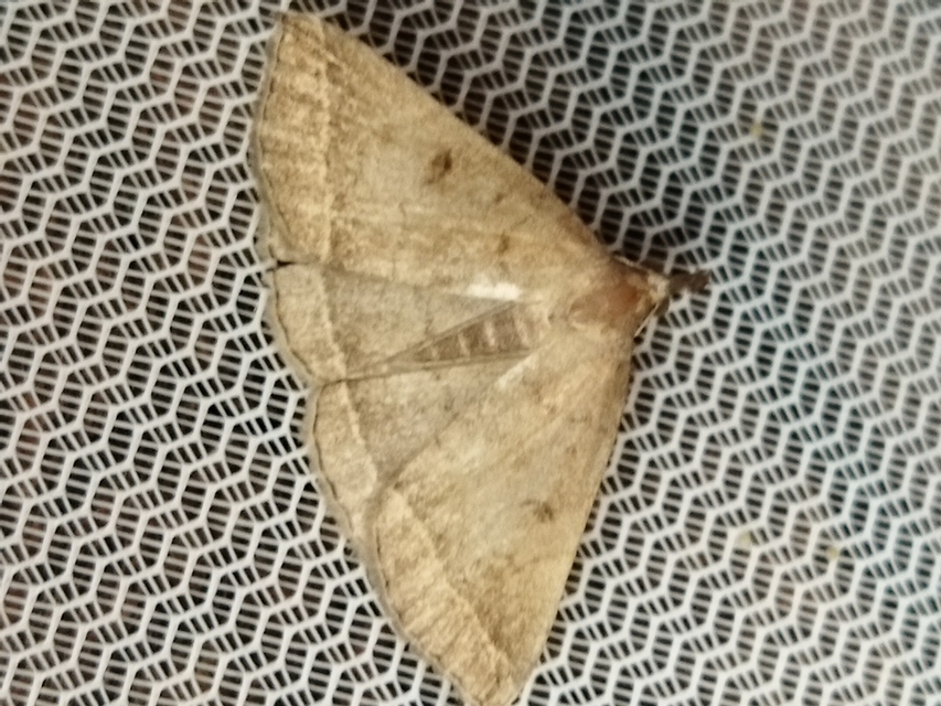 Pechipogo plumigeralis - tollascsápú karcsúbagoly