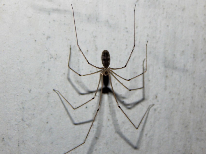 Pholcus phalangioides - nagy álkaszáspók Pholcus phalangioides - nagy álkaszáspók