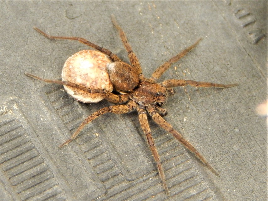 Alopecosa sulzeri