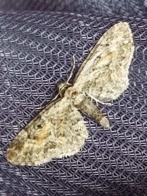 Eupithecia icterata - rozsdafoltos törpearaszoló