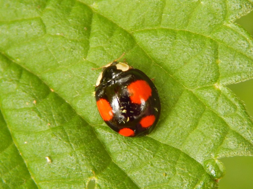 Harmonia axyridis - harlekinkatica